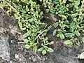 Corchorus depressus • کتان هندی خوابیده