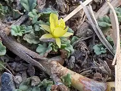 Corchorus depressus • کتان هندی خوابیده