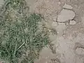 Corchorus depressus • کتان هندی خوابیده