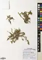 Corchorus depressus • کتان هندی خوابیده