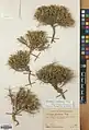 Acantholimon gulistanum • کلاهمیرحسن گلستانی