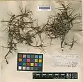 Acantholimon gulistanum • کلاهمیرحسن گلستانی