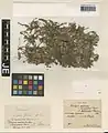 Dionysia leucotricha • عروسسنگ اراکی