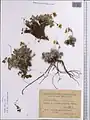 Potentilla hololeuca • پنجه‌برگ دماوندی