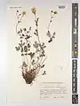 Potentilla hololeuca • پنجه‌برگ دماوندی
