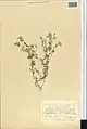 Alyssum dasycarpum • قدومه میوهکرکی