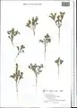 Alyssum dasycarpum • قدومه میوهکرکی