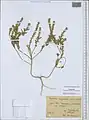 Alyssum dasycarpum • قدومه میوهکرکی