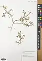 Alyssum dasycarpum • قدومه میوهکرکی