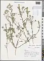 Alyssum dasycarpum • قدومه میوهکرکی