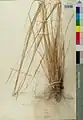 Stipa bromoides • استپی جاروعلفی