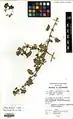 Malva leonardii • پنیرک کرمانی