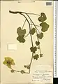 Alcea tabrisiana • ختمی تبریزی