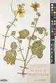 Alcea tabrisiana • ختمی تبریزی