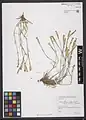 Dianthus crossopetalus • میخک صلیبی