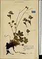 Potentilla umbrosa • پنجهبرگ سایهسپند