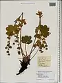 Potentilla umbrosa • پنجهبرگ سایهسپند