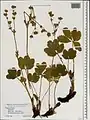 Potentilla umbrosa • پنجهبرگ سایهسپند