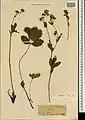 Potentilla umbrosa • پنجهبرگ سایهسپند