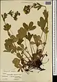 Potentilla umbrosa • پنجهبرگ سایهسپند