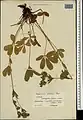 Potentilla umbrosa • پنجهبرگ سایهسپند