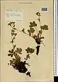Potentilla umbrosa • پنجهبرگ سایهسپند