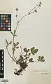 Potentilla umbrosa • پنجهبرگ سایهسپند