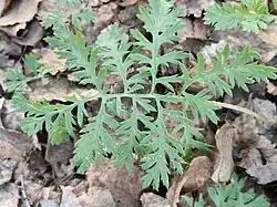 Artemisia armeniaca • درمنه ارمنستانی