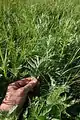 Artemisia armeniaca • درمنه ارمنستانی