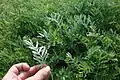 Artemisia armeniaca • درمنه ارمنستانی