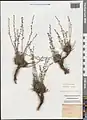 Artemisia fragrans • درمنه معطر