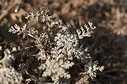 Artemisia fragrans • درمنه معطر