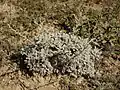 Artemisia fragrans • درمنه معطر