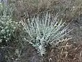 Artemisia fragrans • درمنه معطر