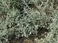 Artemisia fragrans • درمنه معطر