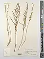 Artemisia fragrans • درمنه معطر