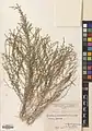 Artemisia fragrans • درمنه معطر