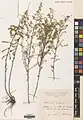 Artemisia fragrans • درمنه معطر