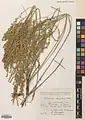 Artemisia fragrans • درمنه معطر