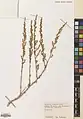 Artemisia fragrans • درمنه معطر