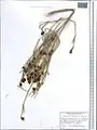 Ephedra foliat • ارمک رونده تنگپیرزالی
