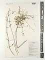 Ephedra foliat • ارمک رونده تنگپیرزالی