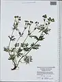 Potentilla multifida • پنجهبرگ شکافته