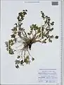 Potentilla multifida • پنجهبرگ شکافته