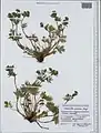 Potentilla multifida • پنجهبرگ شکافته