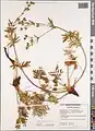Potentilla multifida • پنجهبرگ شکافته