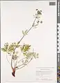 Potentilla multifida • پنجهبرگ شکافته