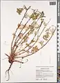 Potentilla multifida • پنجهبرگ شکافته