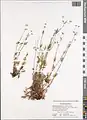 Potentilla multifida • پنجهبرگ شکافته
