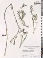 Potentilla multifida • پنجهبرگ شکافته